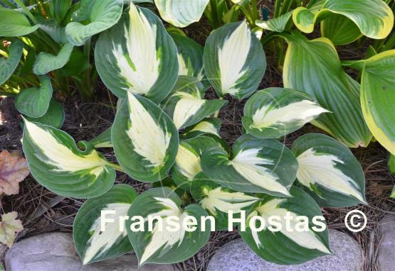 Hosta Pathfinder - Fransen Hostas